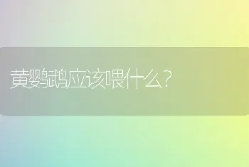 黄鹦鹉应该喂什么？