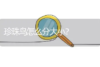 珍珠鸟怎么分大小？