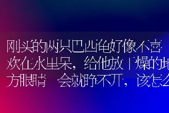 刚买的两只巴西龟好像不喜欢在水里呆，给他放干燥的地方眼睛一会就睁不开，该怎么办？