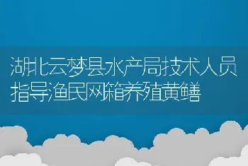 湖北云梦县水产局技术人员指导渔民网箱养殖黄鳝