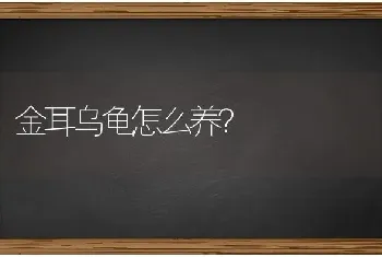 金耳乌龟怎么养？