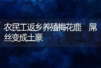 农民工返乡养殖梅花鹿 屌丝变成土豪