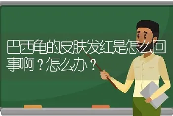 巴西龟的皮肤发红是怎么回事啊？怎么办？