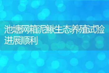 池塘网箱泥鳅生态养殖试验进展顺利