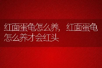 红面蛋龟怎么养，红面蛋龟怎么养才会红头