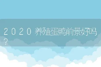 2020养殖蛋鸭前景好吗？