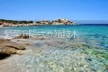 紫菜升降式养殖技术