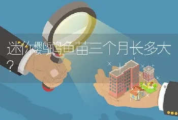 迷你鹦鹉鱼苗三个月长多大？