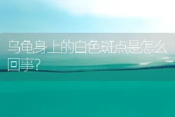 乌龟身上的白色斑点是怎么回事？