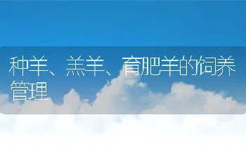 种羊、羔羊、育肥羊的饲养管理