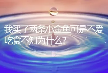 我买了两条小金鱼可是不爱吃食不知为什么？