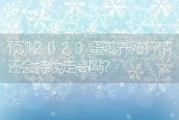 预测2020蛋鸭养殖行情还会持续走高吗？