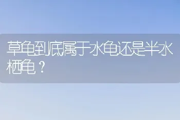 草龟到底属于水龟还是半水栖龟？