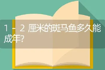 1-2厘米的斑马鱼多久能成年？