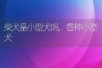 柴犬是小型犬吗，各种小型犬