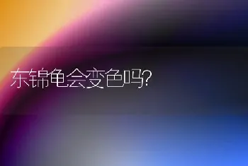 东锦龟会变色吗？