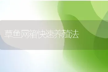 草鱼网箱快速养殖法