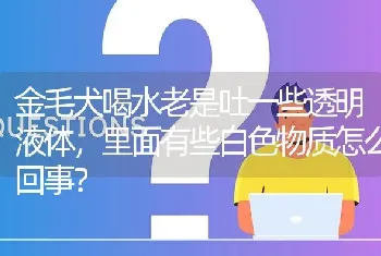 金毛犬喝水老是吐一些透明液体，里面有些白色物质怎么回事？