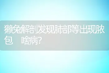 獭兔解剖发现肺部等出现脓包 啥病？