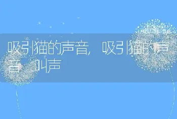 吸引猫的声音，吸引猫的声音 叫声