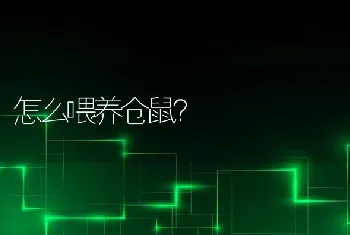 怎么喂养仓鼠？