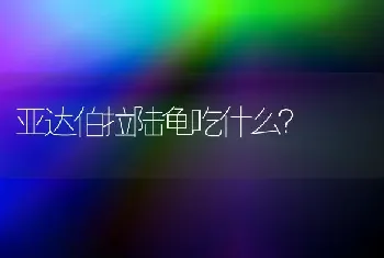 亚达伯拉陆龟吃什么？