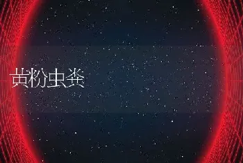 黄粉虫粪