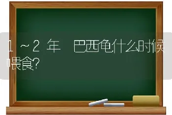 1~2年 巴西龟什么时候喂食？