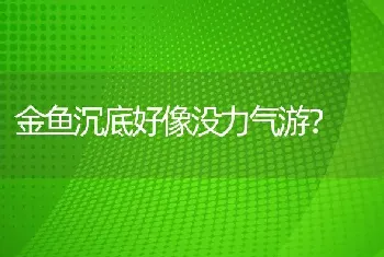 鹦鹉鱼在鱼缸水位上面飘着，在氧气泵那里