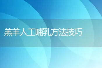 羔羊人工哺乳方法技巧