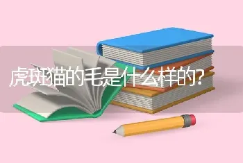 虎斑猫的毛是什么样的？