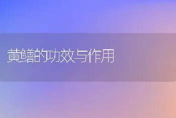 黄鳝的功效与作用