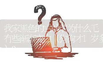 我家黑色的雪纳瑞为什么毛有些渐渐变白（狗狗才1岁多）？