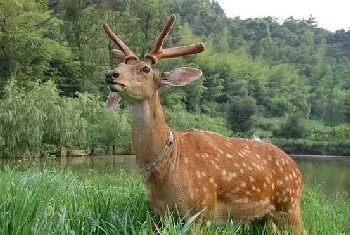 梅花鹿养殖前景和风险提醒