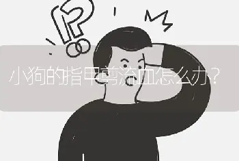 小狗的指甲剪流血怎么办？