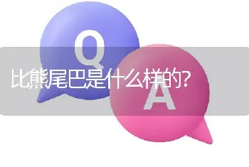 比熊尾巴是什么样的？