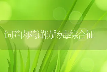 饲养肉鸡谨防肠毒综合征