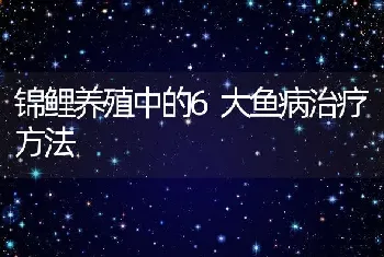 锦鲤养殖中的6大鱼病治疗方法