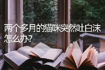 两个多月的猫咪突然吐白沫怎么办？