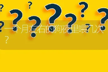 一个月左右的狗夜里喂几次？