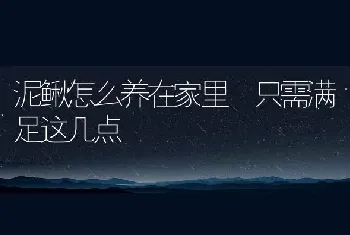 泥鳅怎么养在家里 只需满足这几点