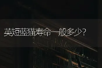 比特犬每小时跑多少公里？