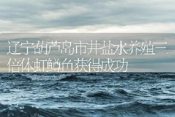 辽宁葫芦岛市井盐水养殖三倍体虹鳟鱼获得成功