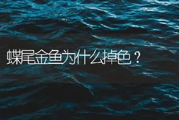 蝶尾金鱼为什么掉色？