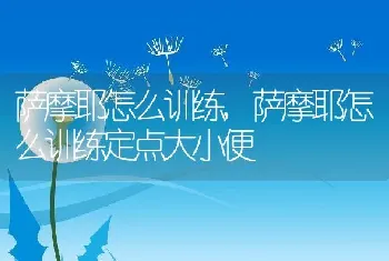 萨摩耶怎么训练，萨摩耶怎么训练定点大小便