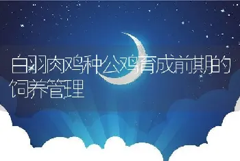 白羽肉鸡种公鸡育成前期的饲养管理