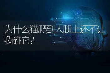 为什么猫爬到人腿上还不让我碰它？