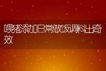 喂猪添加日常做饭调料出奇效