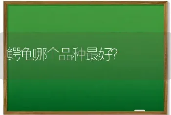 鳄龟哪个品种最好？