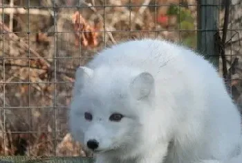 夏季蓝狐、白狐如何饲养管理？